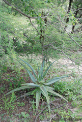 Aloe esculenta