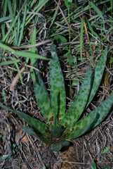 Ledebouria revoluta