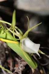 Angraecum praestans
