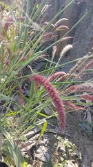 Cenchrus pedicellatus