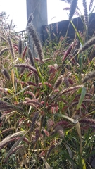 Cenchrus pedicellatus