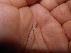 Pogonognathellus flavescens