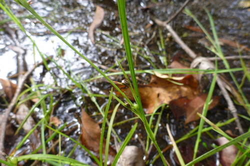 Scleria laxa
