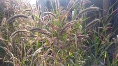 Cenchrus pedicellatus