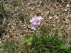 Cardamine polemonioides
