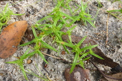 Diplacrum caricinum