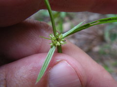 Diplacrum caricinum