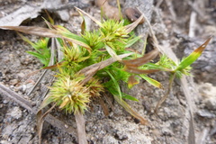 Diplacrum caricinum