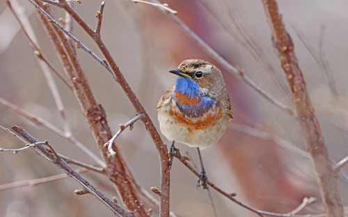 Ruiseñor pechiazul (Luscinia svecica)