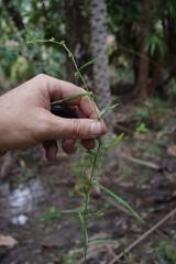 Diplacrum caricinum