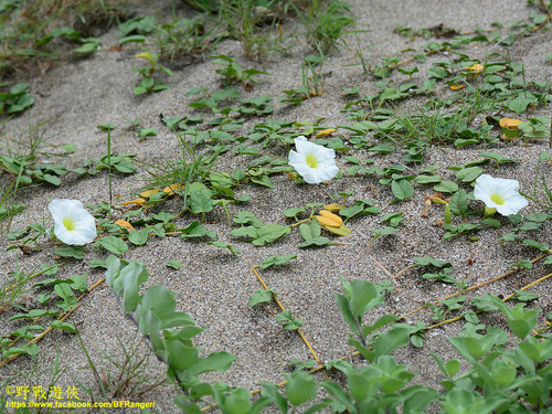 Ipomoea imperati iNat (3)