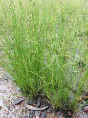 Schoenus sparteus
