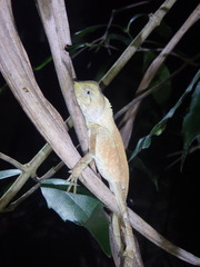 Lophosaurus spinipes