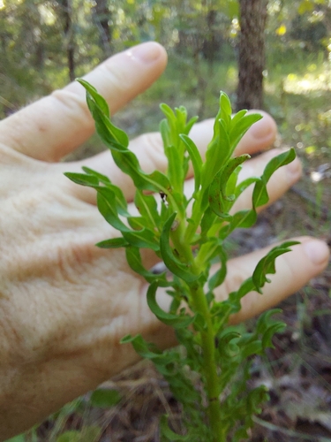 Image of Chrysopsis linearifolia by (c) Athena Philips, some rights reserved (CC BY)