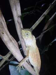 Lophosaurus spinipes