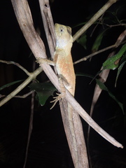 Lophosaurus spinipes