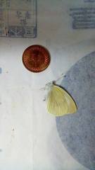 Pieris rapae crucivora