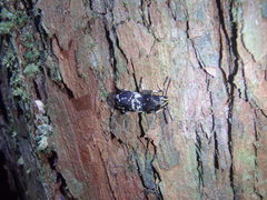 Basitropis relicta