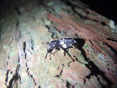 Basitropis relicta