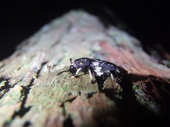 Basitropis relicta