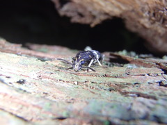 Basitropis relicta