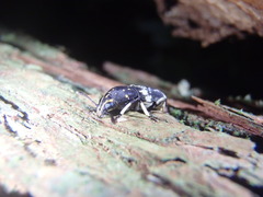 Basitropis relicta