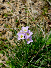 Cardamine polemonioides