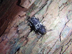 Basitropis relicta