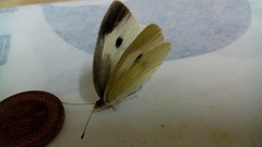 Pieris rapae crucivora
