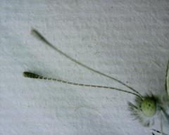 Pieris rapae crucivora