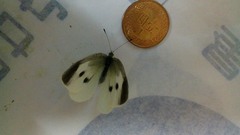 Pieris rapae crucivora