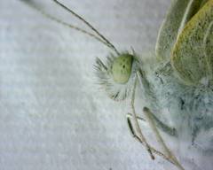 Pieris rapae crucivora