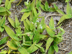 Thuarea involuta