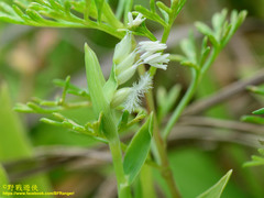 Thuarea involuta