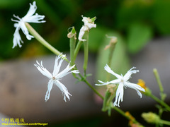 Silene fissipetala