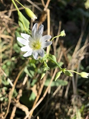 Cerastium davuricum