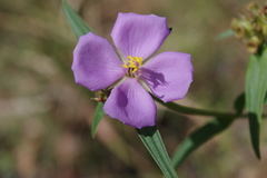 Osbeckia chinensis