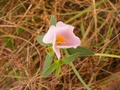 Osbeckia chinensis