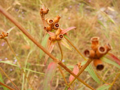 Osbeckia chinensis