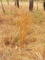 Osbeckia chinensis