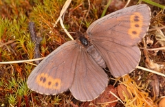 Erebia disa