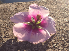Malva subovata bicolor