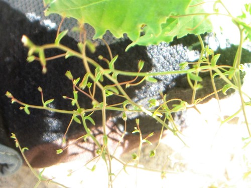 Image of Nemacladus tenuis by no rights reserved
