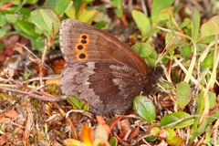 Erebia disa