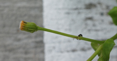 Gynura elliptica