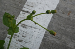 Gynura elliptica