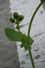 Gynura elliptica