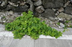 Gynura elliptica