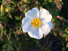 Cistus