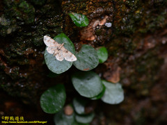 Gymnoscelis admixtaria